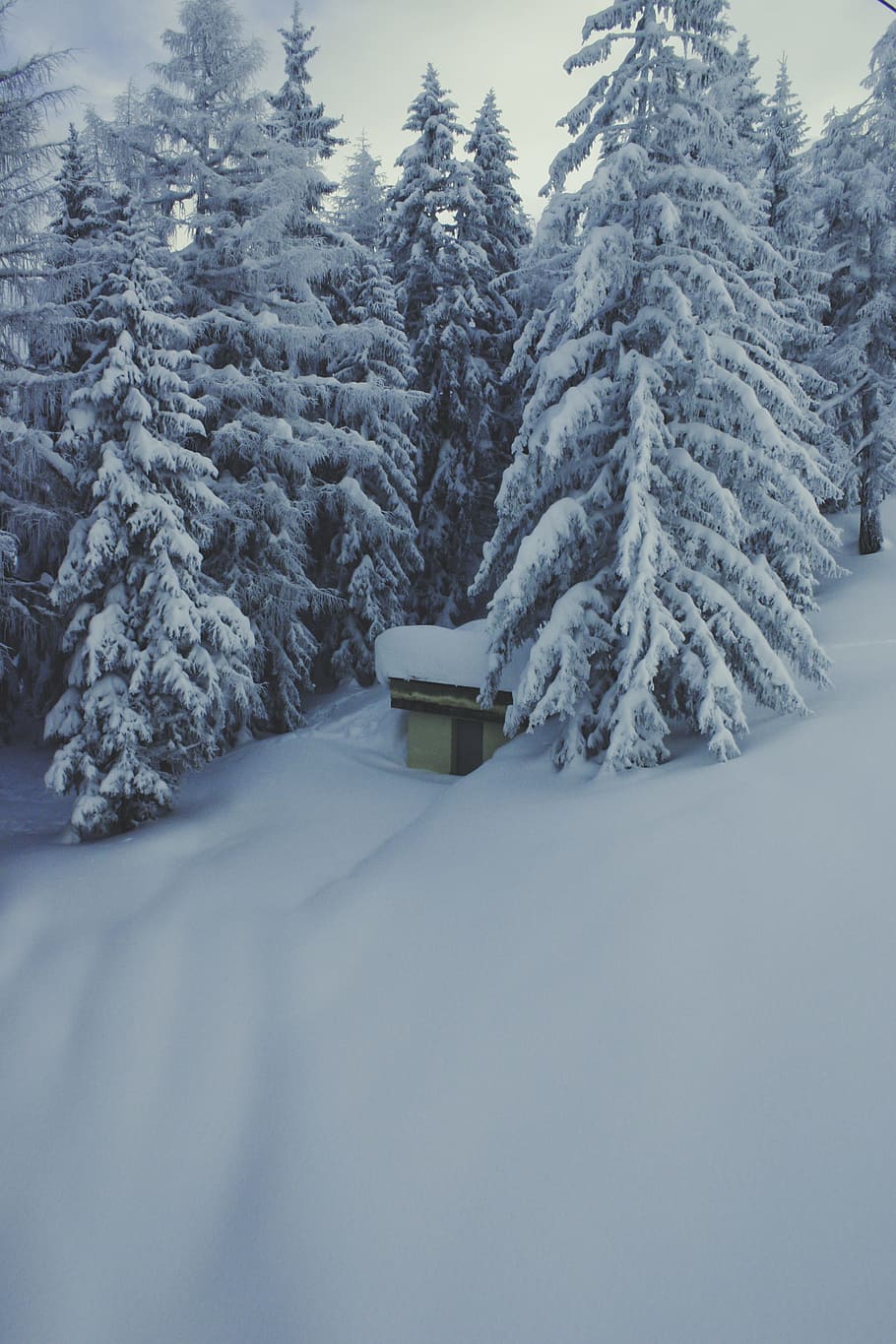 verd, arbres, cobert, neu, fred, naturalesa, hivern, temperatura de fred, arbre, planta, escena tranquil·la, tranquil·litat, bellesa a la natura, cap gent, terra, escenics - natura, arquitectura, Color blanc, cobertura, bosc, estructura construïda, dia, cel, a l'aire lliure, pi, arbre de coníferes, muntanya nevada, nevar, 2K