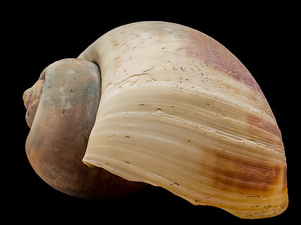 hvid, Brun, muslingeskaller, skal, snegl shell, snegl, natur, dyreskal, sort baggrund, hav, dyr, tæt på, makro, isolerede, enkelt objekt, ingen mennesker, fossil, videnskab, studio skud, indendørs, stilleben, friskhed, grøntsag, mad og drikke, mad, rå fødevarer, sund kost, velvære, skåret ud, dyreliv, høj vinkel visning, marine, 4K, CC0, offentligt domæne, royaltyfrie