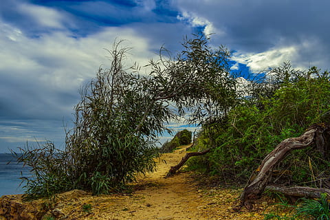 verd, arc de vinya, blanc, blau, cel, Camí, naturalesa, arbres, vora del mar, paisatge, núvols, ennuvolat, hivern, Parc Nacional, ayia napa, Xipre, arbre, núvol - cel, planta, terra, medi ambient, bellesa a la natura, escenics - natura, tranquil·litat, aigua, cap gent, escena tranquil·la, escena no urbana, dia, platja, a l'aire lliure, bosc, 5K, CC0, domini públic, lliure de regalies