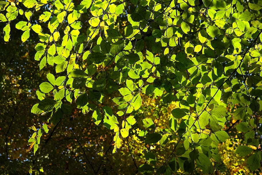 faig, fulles, arbre, llum de fons, fulles de faig, verd, tardor, fagus sylvatica, arbre caducifoli, fagus, llibre vermell, assolellat, full, color verd, a l'aire lliure, naturalesa, dia, branca, planta, part de la planta, creixement, bellesa a la natura, cap gent, llum solar, vista d’angle baix, marc complet, tranquil·litat, fons, primer pla, puresa, 5K