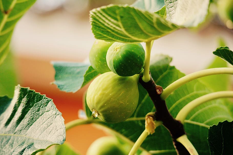 estiu, fig, fruita, arbre, naturalesa, verd, tirar, planta, dolç, temporades, fulles, full, menjar i beguda, menjar, part de la planta, alimentació saludable, frescor, color verd, primer pla, creixement, cap gent, benestar, enfocament selectiu, dia, a l'aire lliure, bellesa a la natura, agricultura, madur, 5K