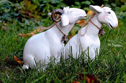 Due, bianca, figurine di cervo, pecora, affetto, fortuna, natura, decorazione, pianta, erba, Colore bianco, gruppo di animali, domestico, animali domestici, animale, bestiame, temi animali, campo, mammifero, terra, giorno, nessuno, crescita, colore verde, due animali, vertebrato, all'aperto, erbivoro, famiglia di animali, 1080P, CC0, dominio pubblico, privo di copyright