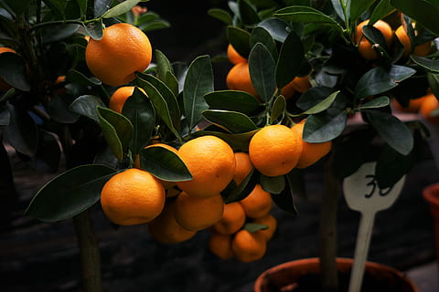 selectiv, focalizare fotografie, portocale, fructe, portocala, kumquat, fruct, în floare, timpul zilei, clementine, copac, frunze, alimente, agricultură, natură, fruct citric, prospeţime, copt, mandarină, ramură, organic, mâncat sănătos, culoare portocalie, plantă, Culoarea verde, mancare si bautura, parte a plantelor, creştere, să se concentreze asupra primelor elemente, portocal, bunăstare, nici o persoana, pomi fructiferi, în aer liber, 5K, CC0, domeniu public, fără drepturi de autor