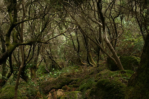 les, tilos, palma, Příroda, den, venku, nikdo, strom, krása v přírodě, rostlina, přistát, klid, růst, kufr, větev, kmen stromu, klidné scény, mimoměstské scény, scenics - příroda, životní prostředí, listy, deštný prales, 4K, CC0, veřejná doména, bez autorských práv
