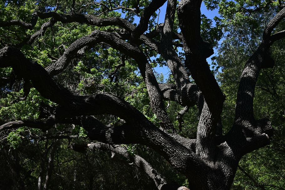 enredat, arbre, escorça, verd, paisatge, naturalesa, a l'aire lliure, planta, creixement, tronc de l'arbre, tronc, cap gent, terra, bosc, branca, dia, bellesa a la natura, tranquil·litat, color verd, vista d’angle baix, llum solar, escena tranquil·la, fusta, part de la planta, 5K