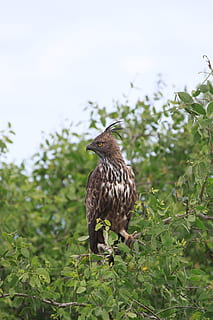 crested, fiskørn, fugl, crested fish eagle, ørn, rovdyr, dyreliv, næb, vand, fjer, flyve, et dyr, dyr i naturen, dyre temaer, natur, dyr, hvirveldyr, plante, grøn farve, perching, vækst, dag, ingen mennesker, fokus på forgrunden, træ, blad, skønhed i naturen, tæt på, plante del, udendørs, 4K, CC0, offentligt domæne, royaltyfrie