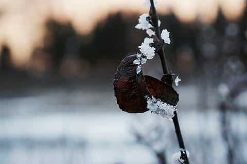 blad, is, iset, vinter, Frosset, frost, isnende, rimfrost, kold, eiskristalle, krystaller, natur, på frosne, kold temperatur, sne, fokus på forgrunden, tæt på, dag, plante, ingen mennesker, udendørs, Kvist, plantestamme, træ, frugt, skønhed i naturen, miljø, sner, frosset vand, 5K, CC0, offentligt domæne, royaltyfrie