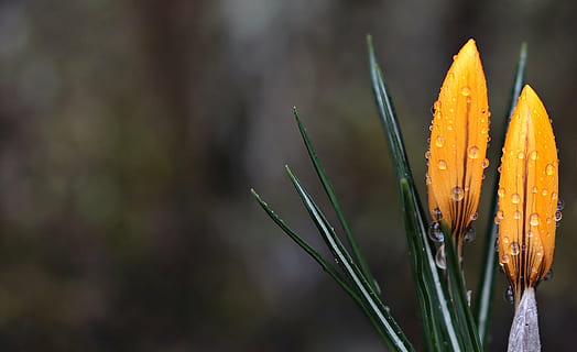 selettivo, fotografia a fuoco, giallo, fiori, rugiada, croco, fiore, goccia di pioggia, primavera, fiore primaverile, fioritura precoce, Buhen, natura, frühlingsanfang, croco primaverile, risveglio di primavera, flora, l'inizio della primavera, croco giallo, umore, presagio di primavera, bellissimo, croco con gocce di pioggia, carta geografica, biglietto d'auguri, cartolina, gocciolare, goccia d'acqua, pianta, avvicinamento, bellezza nella natura, concentrarsi sulle conoscenze acquisite, petalo, all'aperto, nessuno, crescita, pianta fiorita, fragilità, vulnerabilità, freschezza, colore arancione, testa di fiore, infiorescenza, bagnato, giorno, morbidezza, 4K, CC0, dominio pubblico, privo di copyright