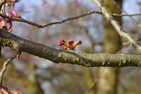 Knospe, schießt, Frühling, Baum, Ast, sprießen, Zierbaum, japanische Kirschbäume, rot, lila, blühen, japanische blühende Kirsche, Zierkirsche, japanische Kirsche, Kirschblüte, bunt, Farbe, Pflanze, Blume, blühende Pflanze, Frische, Schönheit in der Natur, Natur, Fokus auf den Vordergrund, Wachstum, Nahansicht, keine Leute, Zerbrechlichkeit, Tag, Verletzlichkeit, draußen, Blütenkopf, Pollen, 5K, CC0, gemeinfrei, lizenzfrei