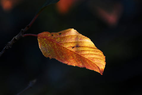 efterår, blad, orange, sæson, gul, rød, natur, løv, sæson-, Brun, plante del, tæt på, lave om, ingen mennesker, skønhed i naturen, udendørs, plante, fokus på forgrunden, sort baggrund, orange farve, dag, skrøbelighed, vand, afdeling, bladvenen, naturlig tilstand, blade, 4K, CC0, offentligt domæne, royaltyfrie