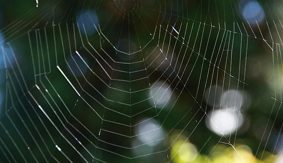 teranyina, xarxa, teixir, estructura, fons, textura, tancar, llum solar, aranya, web, primer pla, girant, naturalesa, fragilitat, temes d'animals, centrar-se en primer pla, animal, vulnerabilitat, aràcnids, patró, patró natural, cap gent, artròpode, dia, invertebrat, complexitat, un animal, fauna animal, animals a la natura, a l'aire lliure, 4K, CC0, domini públic, lliure de regalies