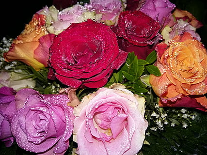 rosa, fiori, rugiada, ponte, petalo, freschezza, fiore, avvicinamento, pianta fiorita, in casa, pianta, nessuno, bellezza nella natura, cibo e bevande, testa di fiore, infiorescenza, natura morta, cibo, vista dall'alto, natura, mangiare sano, rosso, sfondo nero, viola, composizione floreale, 2K, CC0, dominio pubblico, privo di copyright