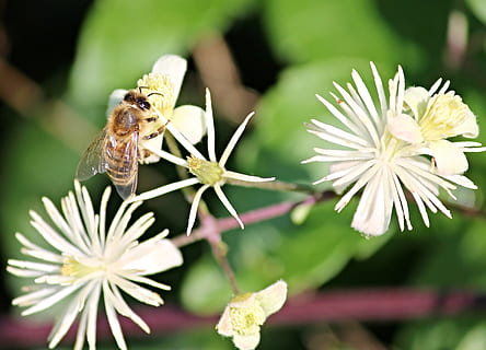 bee, insect, close, blossom, bloom, nature, honey bee, pollination, flower, pollen, collect, wing, meadow, pistil, pointed flower, sprinkle, flowering plant, plant, animal themes, one animal, animal, animal wildlife, animals in the wild, fragility, vulnerability, invertebrate, beauty in nature, growth, focus on foreground, petal, flower head, close-up, freshness, inflorescence, no people, 2K, CC0, public domain, royalty free