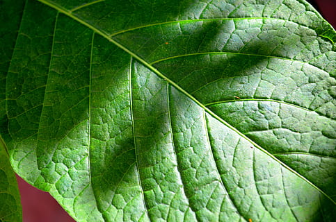 hoja, el fondo verde, venas, modelo, planta, parte de la planta, vena de la hoja, color verde, de cerca, nadie, naturaleza, fotograma completo, belleza en la naturaleza, crecimiento, antecedentes, día, patrón natural, texturizado, al aire libre, primer plano extremo, frescura, comida, condición natural, 4K, CC0, dominio público, libre de derechos