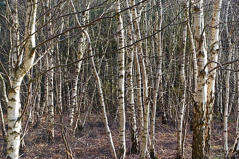 bedoll de plata, arbres, troncs, medi ambient, bosc, natural, arbres forestals, naturalesa, arbre, planta, terra, tronc, tronc de l'arbre, tranquil·litat, cap gent, dia, creixement, bellesa a la natura, escena no urbana, escena tranquil·la, a l'aire lliure, arbre nu, branca, temperatura de fred, marc complet, bambú - planta, 5K, CC0, domini públic, lliure de regalies