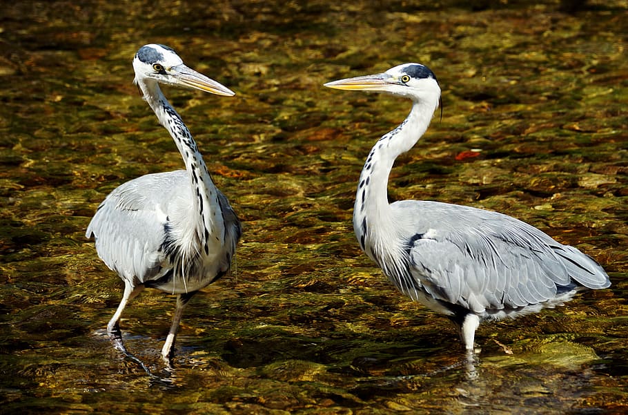 dos, blanc, cigonyes, riu, garza, ocell, naturalesa, oriental, plomatge, món animal, factura, animal, aigua, intervenció, ocell aquàtic, duplicació, aigües, aus aquàtiques, animals aquàtics, gris, edició d'imatges, aus de corral, elegant, prop de la costa, corrent d’aigua, il·luminació, pedres, emoció, emocions, trobada, temes d'animals, vertebrats, fauna animal, animals a la natura, grup d’animals, dos animals, cap gent, terra, dia, a l'aire lliure, bec, longitud completa, centrar-se en primer pla, zoologia, posat, poc profund, 5K