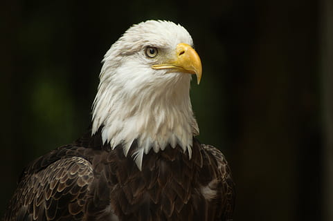 aquila, uccello, natura, naturale, americano, raptor, predatore, becco, aquila - uccello, aquila calva, uccello rapace, animale, Stati Uniti d'America, animali allo stato selvatico, carnivoro, maestoso, piuma, temi animali, un animale, fauna selvatica, vertebrato, parte del corpo animale, avvicinamento, concentrarsi sulle conoscenze acquisite, nessuno, guardando lontano, analizzare, cercare, guardare, giorno, sfondo nero, testa di animale, falco - uccello, occhio animale, 2K, CC0, dominio pubblico, privo di copyright
