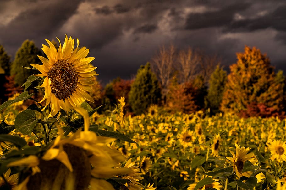 camp de gira-sol, fosc, núvols, cel, gira-sol, flor, camp, arbre, prat, planta, planta amb flors, groc, núvol - cel, bellesa a la natura, frescor, naturalesa, terra, creixement, paisatge, cap de flor, fragilitat, medi ambient, escena rural, agricultura, núvol de tempesta, cap gent, a l'aire lliure, 5K