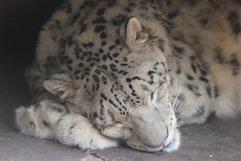 sne leopard, kat, leopard, natur, rovdyr, Zoo, kødædende, dyr, feline, dyreliv, pattedyr, dyre temaer, lempelse, et dyr, lukkede øjne, ingen mennesker, stor kat, tæt på, sovende, hvilende, kæledyr, ligger ned, hvirveldyr, husdyr, dyr i naturen, bakkenbart, dyr hoved, napping, 5K, CC0, offentligt domæne, royaltyfrie