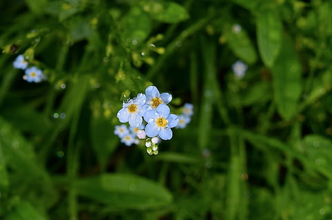 Flower, Bloom, Dew, Floral, Nature, rain, blossom, plant, summer, garden, blooming, natural, leaf, fresh, green, season, color, petal, botany, bright, romantic, forget me not, growth, fragility, beauty in nature, green color, flowering plant, freshness, close-up, vulnerability, no people, plant part, day, focus on foreground, outdoors, inflorescence, flower head, springtime, purple, 1080P, CC0, public domain, royalty free