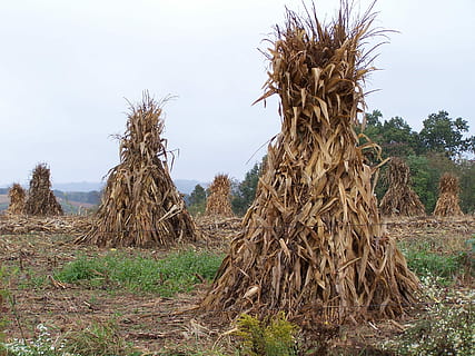 amisch, Mais, Erschütterungen, Baum, draußen, Tag, keine Leute, Natur, Landschaft, Pflanze, Himmel, Land, Feld, Gras, Wachstum, Ruhe, Stapel, Holz - Material, Haufen, braun, Wald, Kofferraum, Baumstamm, tote Pflanze, Borke, 2K, CC0, gemeinfrei, lizenzfrei
