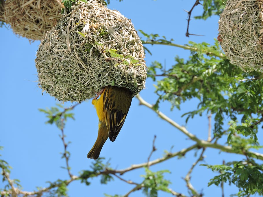 entrar, ocell, pardal, niu, arbre, espines, verd, branques, nidificació, naturalesa, animal, vida salvatge, blau, groc, casa, natural, la vida, fauna, Àfrica, salvatge, espècies, Parc Nacional, Kruger, ales, volant, volar, nadons, herba, canyes, palla, planta, herbívor, a l'aire lliure, habitat, safari, botswana, ramat, Zimbabwe, conservació, arbust, sabana, un animal, cel, branca, fauna animal, temes d'animals, animals a la natura, vertebrats, vista d’angle baix, cap gent, dia, centrar-se en primer pla, cel clar, posat, primer pla, bec, 4K