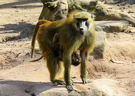 monkey, primate, animal, baboon, suckle, mammal, monkey baby, sphinx-baboon, mother's breast, food, mother, child, baby baboon, animal themes, animals in the wild, animal wildlife, one animal, vertebrate, sunlight, nature, no people, day, land, shadow, zoo, solid, rock, rock - object, outdoors, 4K, CC0, public domain, royalty free