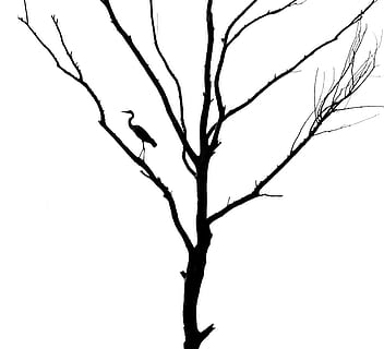 albero, albero morto, uccello, airone, airone cenerino, silhouette, bw, monocromatico, grafica, albero nudo, pianta, cielo, nessuno, ramo, Inquadratura dal basso, cielo sereno, natura, bellezza nella natura, la tranquillità, giorno, all'aperto, copia spazio, tronco, tronco d'albero, crescita, sfondo bianco, ritagliare, pianta morta, 2K, CC0, dominio pubblico, privo di copyright