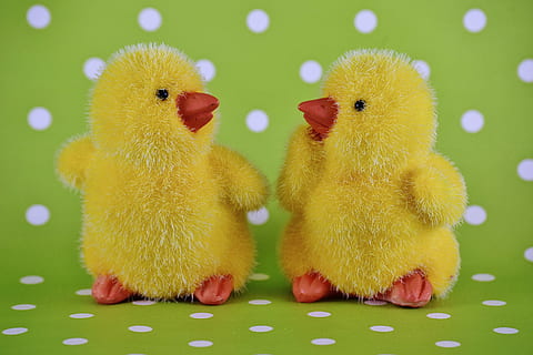 Două, galben, rață fotografie, pui, Paști, drăguţ, decor, temă easter, dulce, deco, Paste Fericit, pasăre, Culoarea verde, în interior, nici o persoana, tânără pasăre, animale tematice, a închide, zi, animale domestice, reprezentare, reprezentarea animalelor, animal, puisor, jucărie, șeptel, tânăr animal, celebrare, pui de pasăre, natură moartă, vacanţă, 5K, CC0, domeniu public, fără drepturi de autor