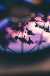 lilla blomster, silhuett av plante, refleksjon, speilrefleksjon, blomst, skumring, lilla, skygge, fargerik, floral, soloppgang, solnedgang, nærbilde, selektiv fokusering, anlegg, skjønnhet i naturen, ingen folk, natur, vekst, blomstrende plante, skjørhet, fokusere på forgrunnen, sårbarhet, gren, friskhet, utendørs, dag, ro, rosa farge, silhouette, plante del, 5K, CC0, offentlig domene, opphavsrett gratis