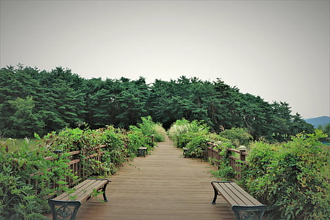chemin, les chemins, pont, des ponts, marche, en marchant, banc, bancs, forêt, les forêts, arbre, des arbres, plante, les plantes, Montagne, les montagnes, une randonnée, randonnée, la nature, Naturel, sentier, gil, à travers le, la façon dont ils, jambes, leur banc, chaise, chaises, du repos, se détendre, calme, facile, Pause, stabilité, acanthe, Koyo, serein, les bois, dans la foret, bois, pour ça, escalade, montée, la nature de la, verdure, printemps, les feuilles, abstrait, vert, état de l'Union, feuille, pin, ciel, texture, Hwalyeob, brindille, modèle, paysage, bleu, écorce, une ligne droite, érable, ensoleillement, aiguilles de pin, niche, direction, la voie à suivre, croissance, couleur verte, beauté dans la nature, personne, journée, perspective décroissante, tranquillité, bois - matériau, en plein air, ciel clair, terre, paysages - nature, feuillage luxuriant, 5K, CC0, domaine public, libre de droits