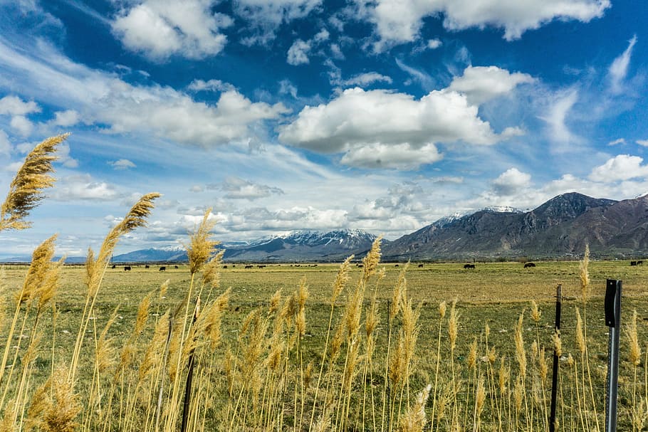 blå, himmel, skyer, grøn, græs, bjerg, Mark, natur, landskab, gård, ko, dyr, barbed, sky - himmel, miljø, plante, scenics - natur, ro, rolig scene, jord, skønhed i naturen, landlige scene, barriere, hegn, landbrug, grænse, vækst, ingen mennesker, bjergkæde, udendørs, træ post, plantage, 5K