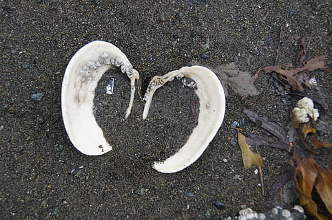shell, srdce, písek, moře, milovat, Příroda, pláž, letní, tvar, design, symbol, miláček, oceán, romantika, voda, námořní, cestovat, mušle, přírodní, bílý, textura, dekorace, dovolená, vzor, pobřeží, suvenýr, léto, Aljaška, alaskan, relaxace, prázdnin, dekorativní, přistát, vysoký úhel pohledu, nikdo, den, tvar srdce, detail, pozitivní emoce, venku, bílá barva, emoce, pevný, zvířat, mokré, zvíře, 4K, CC0, veřejná doména, bez autorských práv