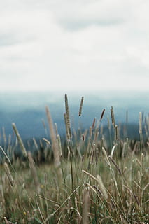 selettivo, fotografia a fuoco, erba, foto, campo d'erba, prato, cielo, nube, campo, montagna, tifa, pianta, Québec, Canada, nuvoloso, aria fresca, Aperto, nazione, crescita, la tranquillità, terra, natura, giorno, nessuno, bellezza nella natura, ambiente, scena tranquilla, paesaggio, concentrarsi sulle conoscenze acquisite, nuvola - cielo, all'aperto, avvicinamento, agricoltura, scenics - natura, erba di coda di topo, 5K, CC0, dominio pubblico, privo di copyright