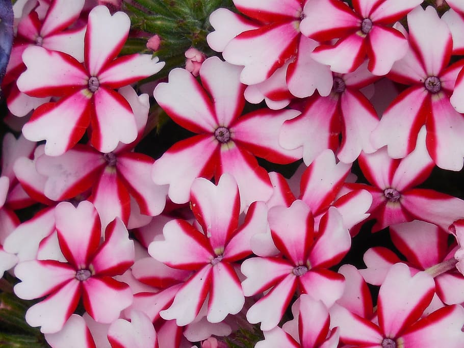 pebermynte, Verbena, blad, grøn, hvid, planter, botanik, have, blomst, havearbejde, havebrug, dyrkede, dekorative, ornamental, dekoration, sommer, flora, forår, blomstre, flor, mønster, buket, farve, kronblad, botanisk, blomstrende, rød, årligt, staude, farverig, lyse, sæson-, tiltrækkende, enestående, levende, dejlig, blomstrende plante, fuld ramme, friskhed, tæt på, plante, baggrunde, skønhed i naturen, skrøbelighed, sårbarhed, lyserød farve, blomsterstand, blomsterhoved, vækst, ingen mennesker, natur, dag, høj vinkel visning, 4K