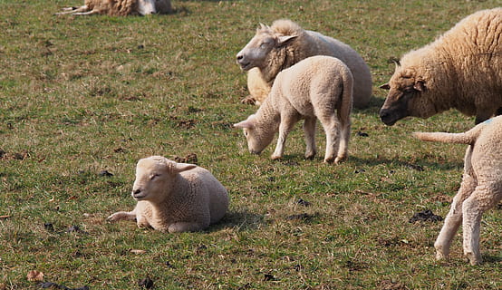 ovelles, xai, xais, Pasqua, animal, llana, primavera, grup d’animals, temes d'animals, mamífer, camp, vertebrats, terra, animal jove, herba, bestiar, animals domèstics, naturalesa, nacional, mascotes, planta, cap gent, dia, animals a la natura, fauna animal, família d’animals, herbívors, 4K, CC0, domini públic, lliure de regalies