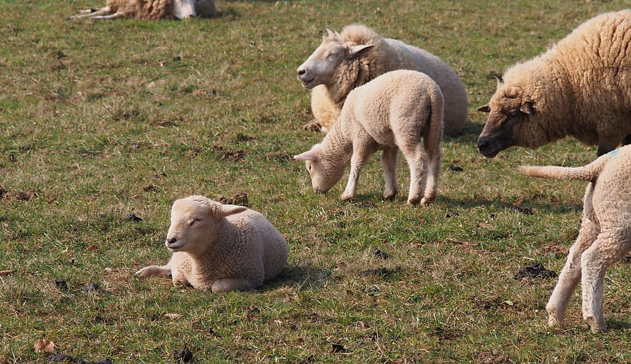 ovelles, xai, xais, Pasqua, animal, llana, primavera, grup d’animals, temes d'animals, mamífer, camp, vertebrats, terra, animal jove, herba, bestiar, animals domèstics, naturalesa, nacional, mascotes, planta, cap gent, dia, animals a la natura, fauna animal, família d’animals, herbívors, 4K