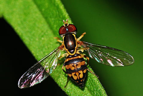 Schwebfliege, Insekt, Syrphid, Makro, wirbellos, fliegen, schließen, bunt, Tiere in freier Wildbahn, Tierwelt, Tierthemen, ein Tier, Blatt, Tier, Nahansicht, Tierflügel, Natur, Fokus auf den Vordergrund, Pflanzenteil, keine Leute, grüne Farbe, Tag, Pflanze, Schönheit in der Natur, draußen, Tierauge, 1080P, CC0, gemeinfrei, lizenzfrei