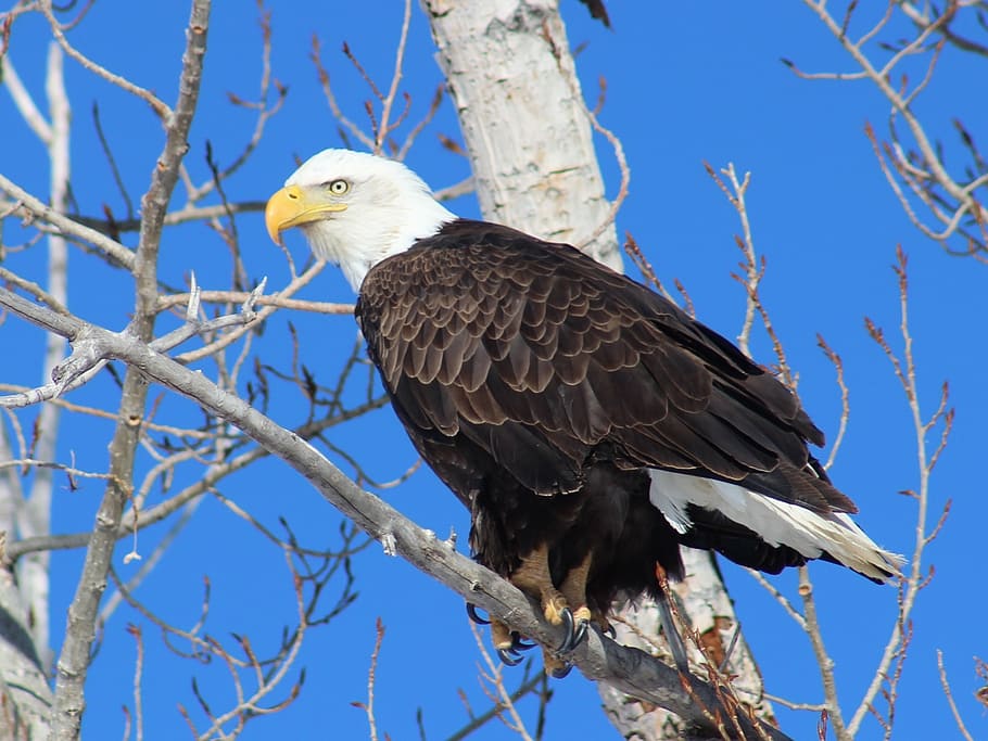 negro, blanco, Águila americana, árbol, Águila calva, águila, calvo, posado, raptor, pájaro, naturaleza, americano, símbolo, plumas, dom, majestuoso, alas, depredador, fauna silvestre, mirando, animal, animales en la naturaleza, ave de rapiña, fauna animal, vertebrado, temas de animales, un animal, rama, águila - pájaro, vista de ángulo bajo, cielo, planta, día, nadie, al aire libre, pico, 1080P