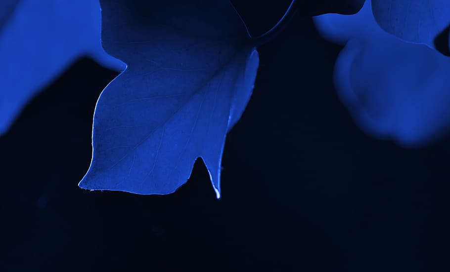blau, fulles, planta, negre, fons, full, verd, rànquing, entrellaçar-se, fulla verda, branca, arrels aèries, planta d'interior, joc d'ombres, romàntic, naturalesa, jardí, prolifera, tancar, macro, tardor, venes de les fulles, amor, ombra, de colors, humor, és clar, pecíol, envolta, fons fosc, suau, fora de focus, sensació, jardineria, cap gent, primer pla, aigua, fosc, animal, mar, temes d'animals, fons negre, sota l'aigua, bellesa a la natura, fauna animal, medi ambient, a l'aire lliure, animals a la natura, peix, resum, marí, verinós, blau fosc, economia, 4K