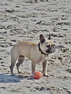 carlino, piccolo, beige, spiaggia, sabbia, piccolo cane, carina, cane, animale domestico, cagnolino, giocare, palla, giocoso, divertente, Attenzione, animali domestici, domestico, mammifero, temi animali, un animale, animale, canino, vertebrato, terra, giorno, in piedi, collare per animali domestici, collare, natura, nessuno, lunghezza intera, 2K, CC0, dominio pubblico, privo di copyright