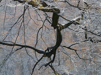 afdeling, træ, grene, æstetisk, rimfrost, iset, is, vinter, natur, udendørs, bare træ, sne, kold temperatur, ingen mennesker, plante, dag, ro, skønhed i naturen, jord, bagagerum, død plante, træstamme, fuld ramme, rolig scene, lav vinkel visning, ikke-urbane scene, 2K, CC0, offentligt domæne, royaltyfrie