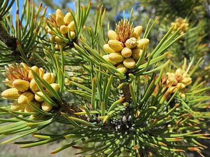 avvicinamento, foto, pigne, alberi, aghi, ramo, crescita, verde, primavera, natura, sempreverde, conifero, macro, pianta, colore verde, albero, nessuno, bellezza nella natura, Pino, giorno, pigna, concentrarsi sulle conoscenze acquisite, albero di conifere, freschezza, all'aperto, cibo, cibo e bevande, ago - parte vegetale, Pinaceae, 4K, CC0, dominio pubblico, privo di copyright