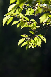 pumpurai, lapai, žalias, pavasaris, augalai, pobūdį, žaluma, mediena, sąjungos būklę, servetėlės, santrauka, tabitha, gijimas, apšvietimas, augalų, augalų dalis, augimą, grožis gamtoje, Iš arti, nėra žmonių, saulės šviesa, žalia spalva, sutelkti dėmesį į naujas žinias, dieną, lauke, atrankinis dėmesys, ramybė, trapumas, filialas, pažeidžiamumas, šviežumas, medis, 4K, CC0, Viešasis domenas, nemokamai