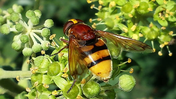 hoverfly, böcek, doğa, tozlaşma, çizgili, Sarı, hayvan yaban hayatı, hayvan temaları, vahşi hayvanlar, bir hayvan, hayvan, omurgasız, bitki, kapatmak, hayvan kanadı, doğada güzellik, Yaprak, bitki bölümü, ön plana odaklanmak, yeşil renk, açık havada, gün, insansız, hayvan vücut kısmı, kelebek - böcek, 4K, CC0, kamu malı, telif ücretsiz