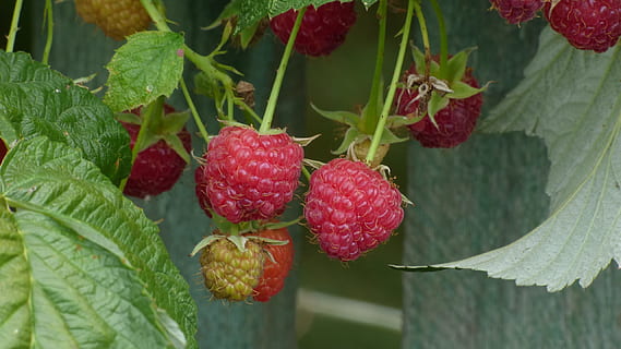 Raspberry, Garden, Berry, fruit, food, freshness, leaf, red, organic, berry Fruit, nature, ripe, strawberry, summer, healthy Eating, close-up, green Color, agriculture, sweet Food, growth, food and drink, plant part, plant, wellbeing, day, no people, beauty in nature, focus on foreground, outdoors, lychee, 2K, CC0, public domain, royalty free