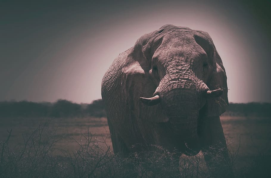 slon, zvíře, mamut, zvířat, jednoho zvířete, savec, zvířata ve volné přírodě, nikdo, Příroda, čelní pohled, obratlovců, při pohledu na fotoaparát, slon africký, strom, životní prostředí, stojící, nebe, portrét, kel, zvířecí kmen, býložravý, 2K