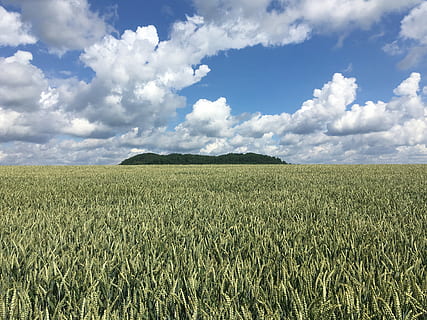 veld-, velden, wolken, berg-, hemel, Bos, bomen, granen, natuur, landbouw, veldgewassen, landschap, zomer, zomerlucht, tarwe veld, graan, graanplant, wolk - lucht, land-, gewas, fabriek, landelijke scène, groei, milieu, schoonheid in de natuur, scenics - natuur, kalmte, rustige scène, dag, farm, groene kleur, geen mensen, buitenshuis, plantage, stengel, 4K, CC0, publiek domein, royaltyvrij
