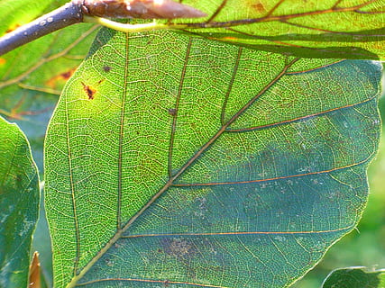 full, faig penjat, verd, arbre, part de la planta, color verd, planta, creixement, primer pla, cap gent, naturalesa, vena de la fulla, bellesa a la natura, dia, a l'aire lliure, fons, textura, tranquil·litat, patró natural, centrar-se en primer pla, marc complet, llum solar, fulles, 1080P, CC0, domini públic, lliure de regalies