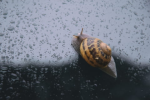 Schnecke, Frühlingsregen, Frühling, Regen, Tier, schleimig, Natur, schleppend, Tierhülle, Weichtier, Gastropode, kriechen, Nahansicht, Tierwelt, ein Tier, Tierthemen, Tiere in freier Wildbahn, keine Leute, Wasser, nass, fallen, Tag, wirbellos, Monsun, Regenzeit, 5K, CC0, gemeinfrei, lizenzfrei